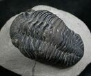 Bargain Phacops Trilobite From Morocco - #7950-3